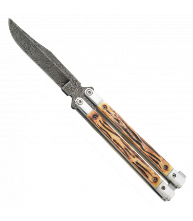 Butterfly India Stag...